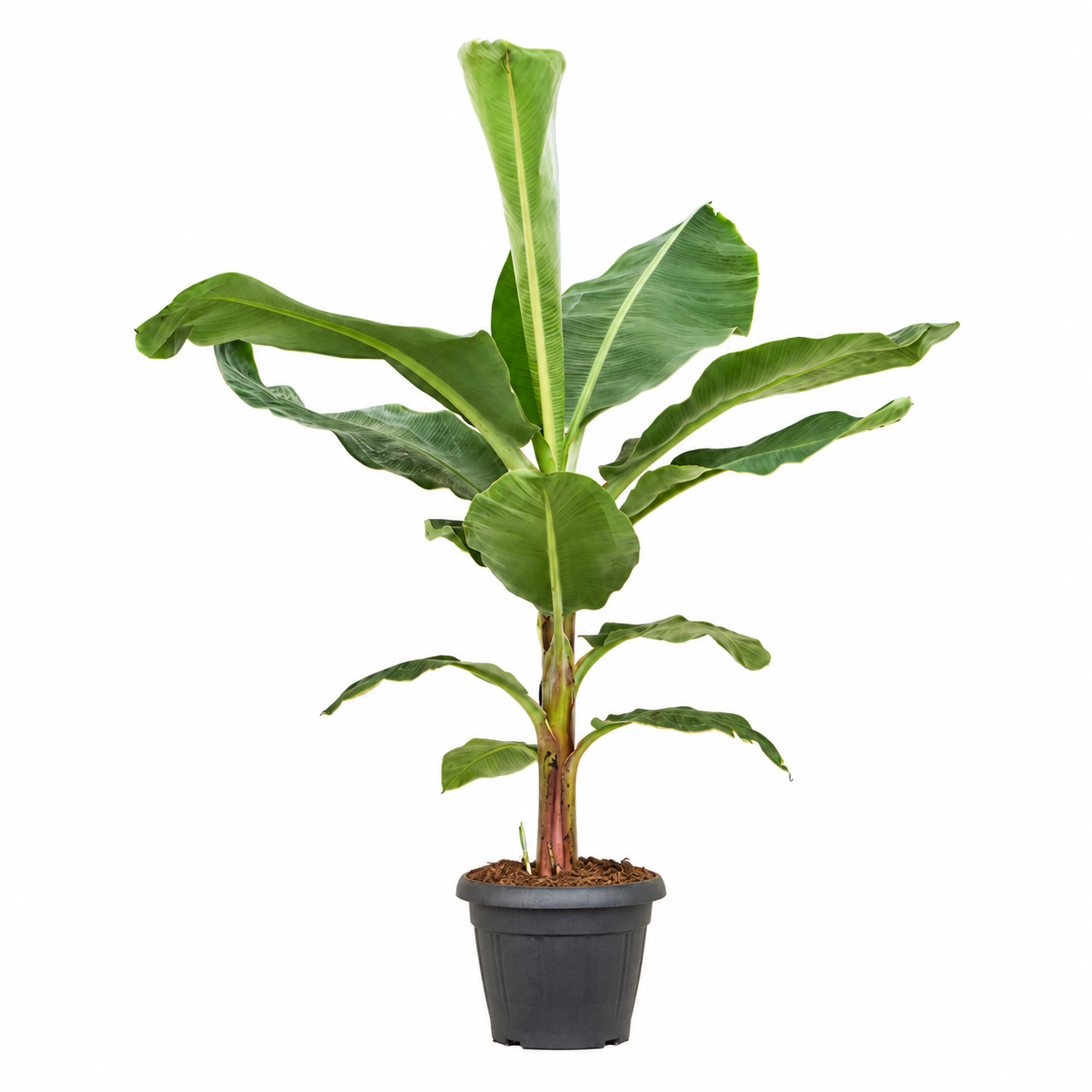 
                  
                    Bananier Musa Dwarf Cavendish de 130 cm, grandes feuilles vertes, largeur de 110 cm, pot de culture de 35 cm — fond blanc
                  
                