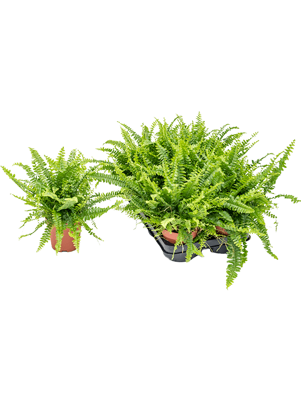 Nephrolepis exaltata ‘Green Lady’ — 35 cm, lot de 6 plantes en pots de 12/10 cm, fond blanc