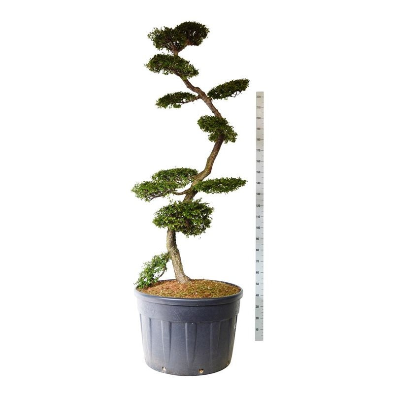 Nothofagus antarctica formé en bonsaï de jardin, tronc sinueux et plateaux de petites feuilles, 240 cm