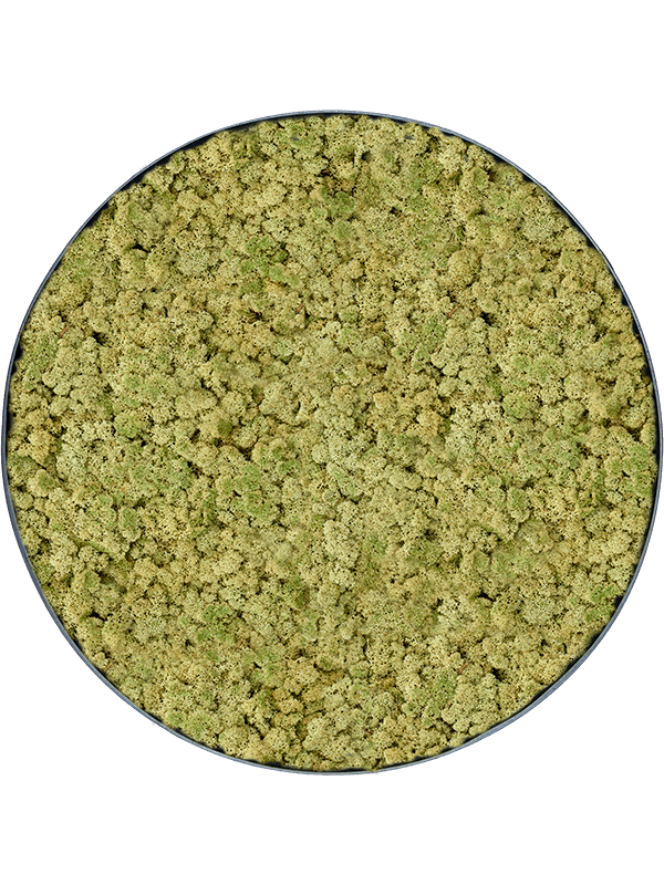 
                  
                    Tableau rond en lichen stabilisé vieux vert – Nova Frame, 80 cm, finition Anthracite-concrete
                  
                