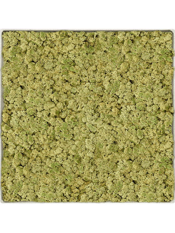 Tableau carré en lichen stabilisé vieux vert – Nova Frame, 90 × 90 cm, finition Antique White-concrete