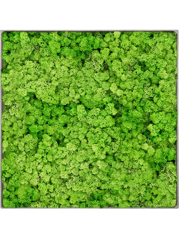 Tableau carré en lichen stabilisé vert herbe clair – Nova Frame, 90 × 90 cm, finition Natural-concrete