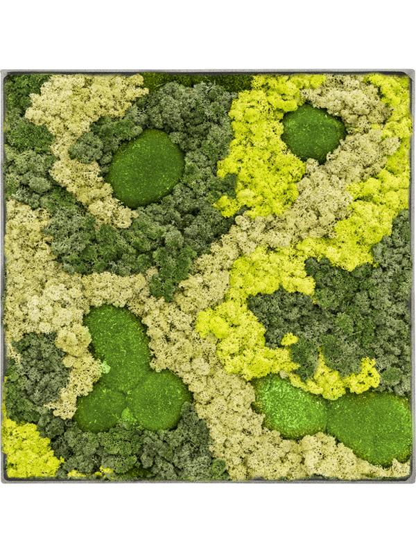 Tableau carré en mousse boule et lichen stabilisés – Nova Frame, 90 × 90 cm, finition Natural-concrete