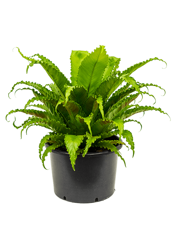 
                  
                    Asplenium antiquum Osaka 70 cm, largeur 75 cm, pot de culture 37 cm
                  
                