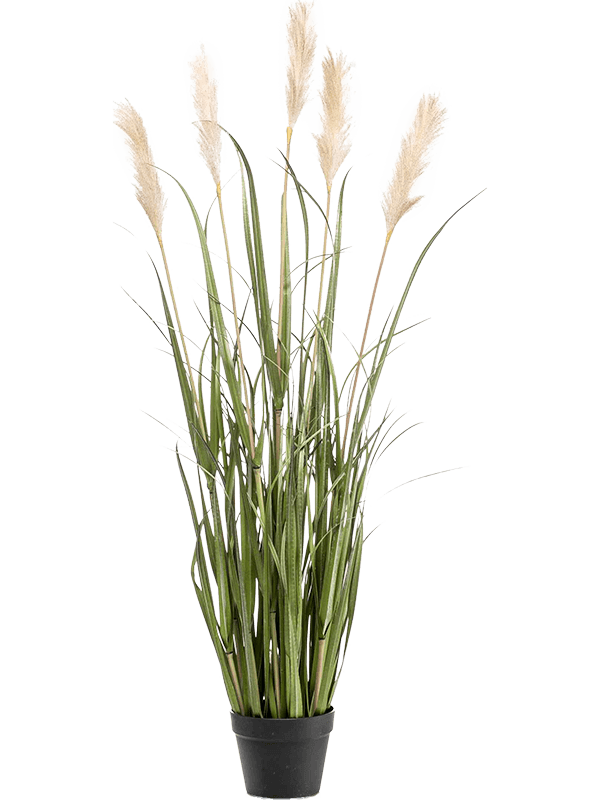 
                  
                    Pampa artificielle 130 cm, cinq plumeaux blancs crème et feuillage vert en pot noir — 8EE425506
                  
                