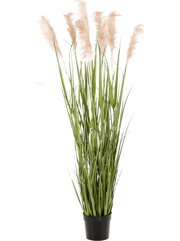 
                  
                    Pampa artificielle 175 cm, neuf plumeaux blancs crème et touffe de feuilles vertes en pot noir — 8EE425508
                  
                