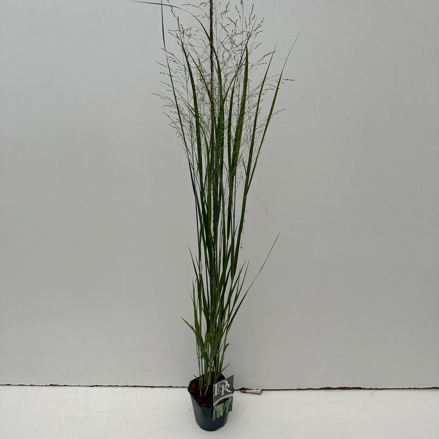 Panicum virgatum ‘Northwind’ en pot de culture, feuillage dressé et panicules fines — photo fournisseur de la référence F00004023, vente à l’unité.