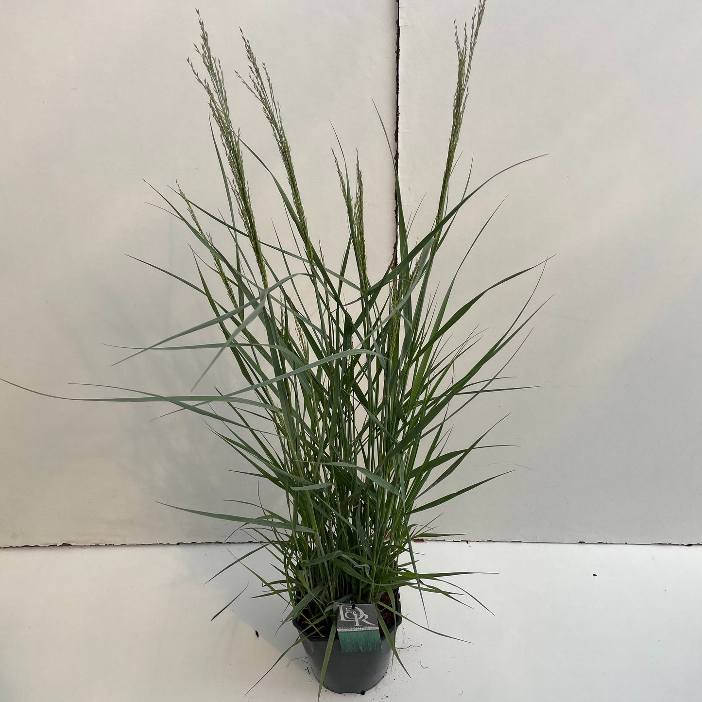 Panicum virgatum ‘Prairie Sky’ en pot de culture — photo fournisseur de la référence F00003937, format 70 cm, pot de 23 cm, vente à l’unité.