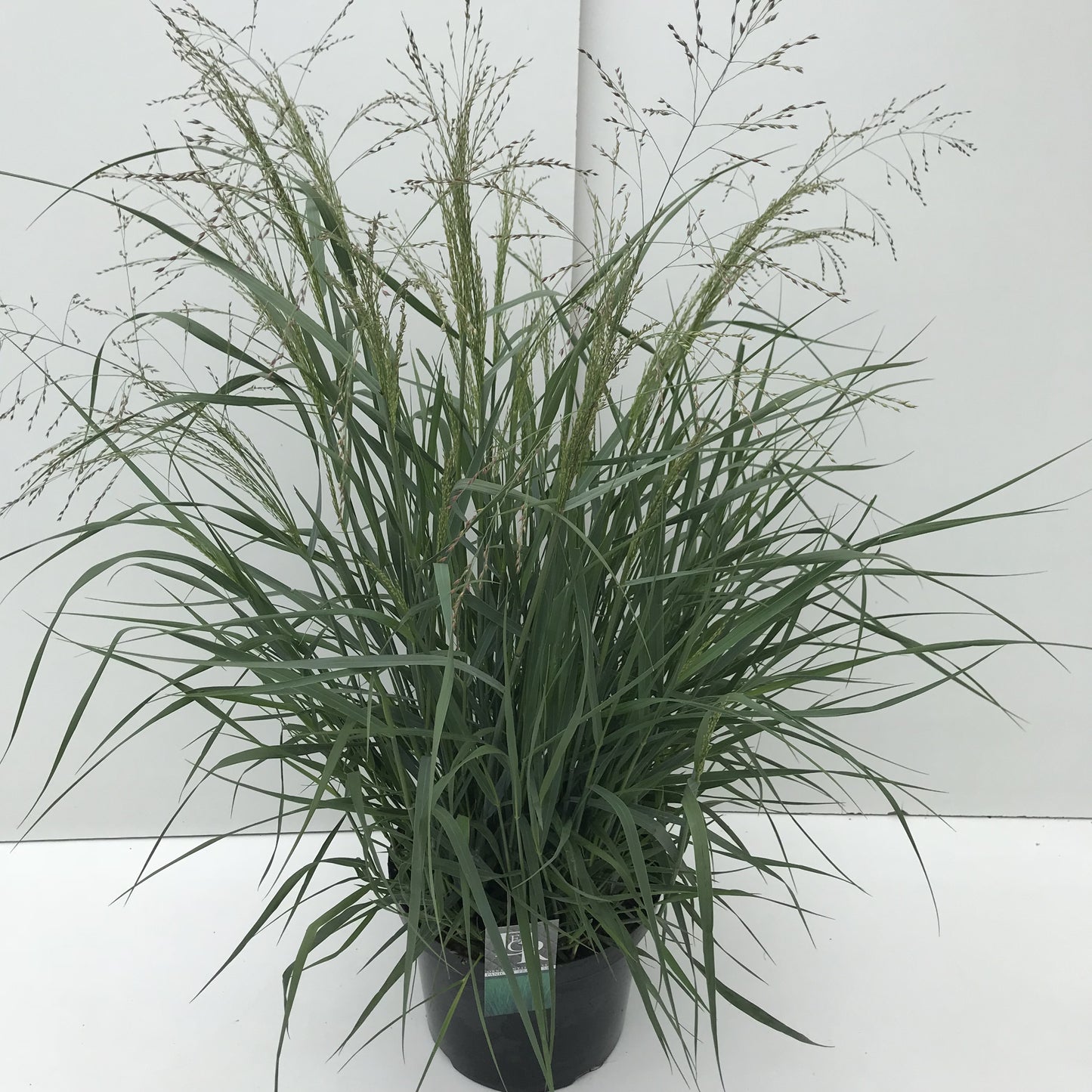 
                  
                    Panicum virgatum ‘Prairie Sky’ en pot de culture — photo fournisseur de la référence F00003938, format 90 cm, pot de 29 cm, vente à l’unité.
                  
                