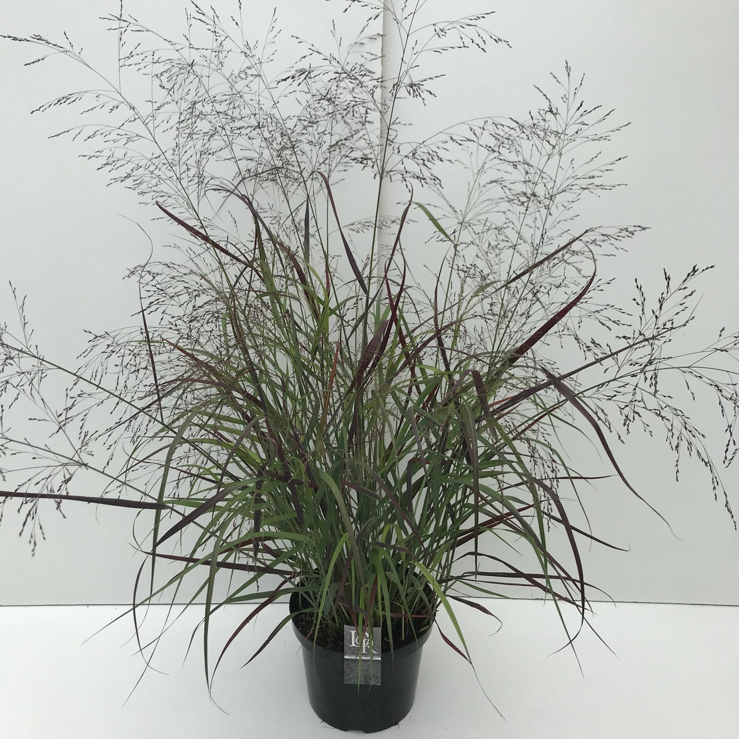 
                  
                    Panicum virgatum Squaw en pot de 29 cm, feuillage teinté de pourpre et panicules aériennes, photo fournisseur du format 90 cm
                  
                