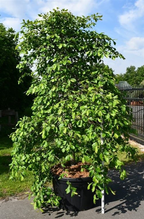 Parrotia persica ‘Pendula’ au port pleureur, hauteur 300 cm, pot Ø 90 cm