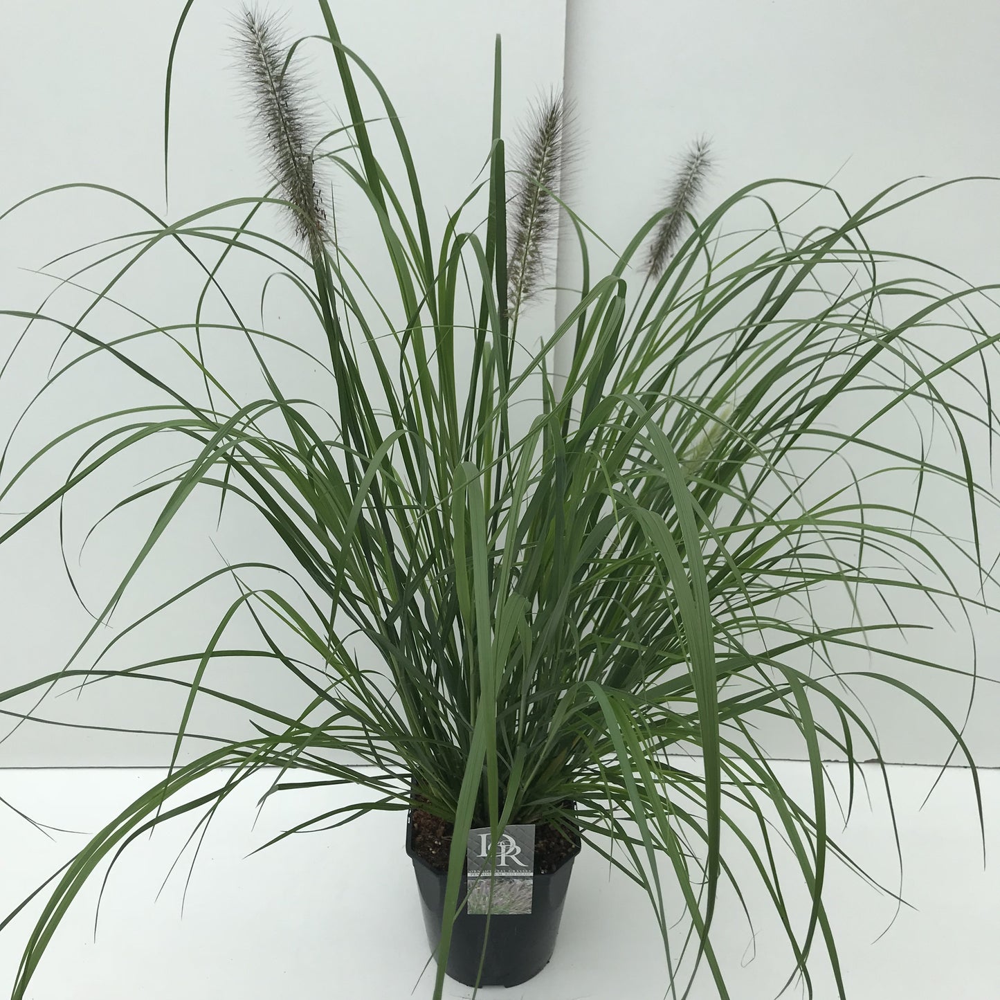 Pennisetum Red Head en pot de culture de 23 cm, feuillage souple et épis, photo fournisseur du format 70 cm