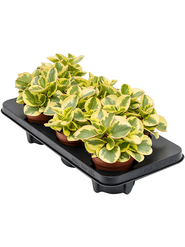 Peperomia obtusifolia 'Obtipan Bicolor' — lot de 6 plantes de 20 cm en pots de 12/10 cm