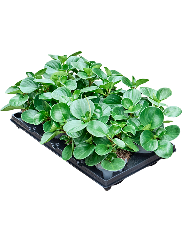 Peperomia obtusifolia 'Green' — lot de 8 plantes de 25 cm en pots de 12/10 cm, sur fond blanc