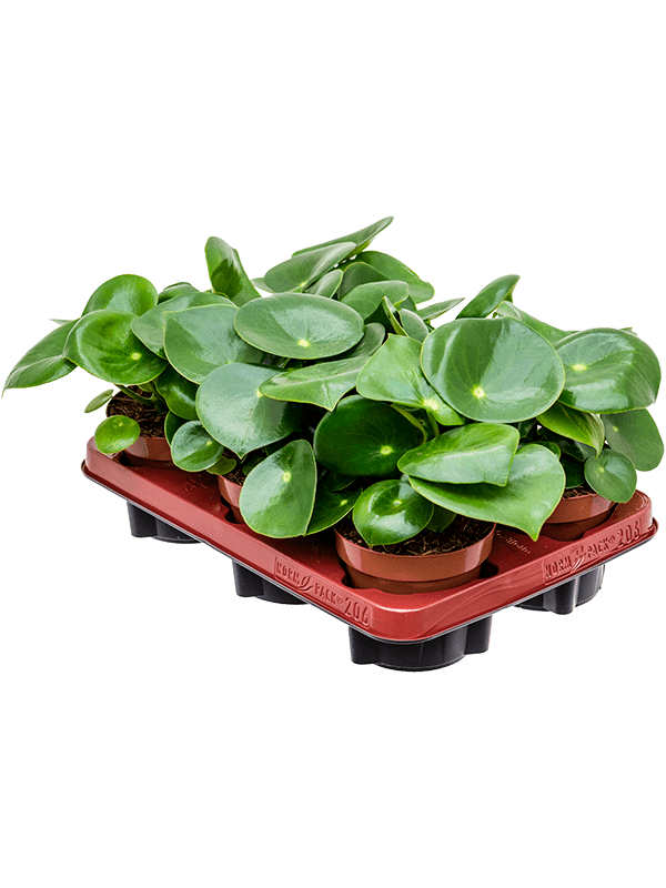 Peperomia 'Rain Drop' — 25 cm, lot de 6 plantes, pots de 12/10 cm, fond blanc