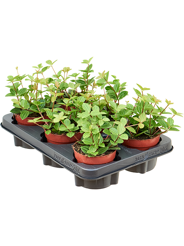 Peperomia angulata 'Rocca Vivace' — 15 cm, lot de 8 plantes en pots de 12 cm, fond blanc