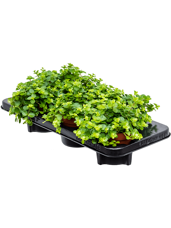 Peperomia rotundifolia — lot de 6 plantes de 20 cm en pots de culture, hors hydro
