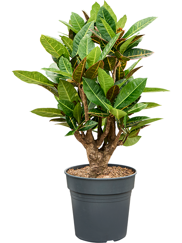
                  
                    Croton Codiaeum variegatum Petra 85 cm, largeur 40 cm, pot de culture 24 cm
                  
                