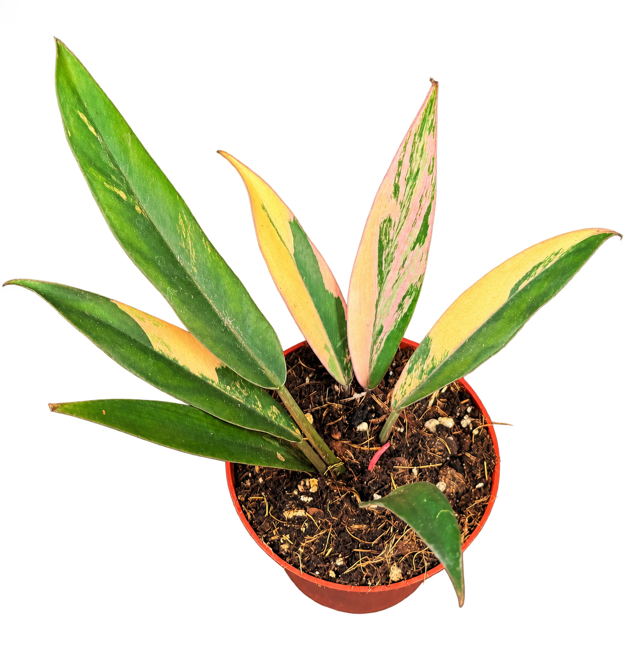 Philodendron Caramel Marble, 12 cm, pot Ø 8 cm — CPS-019