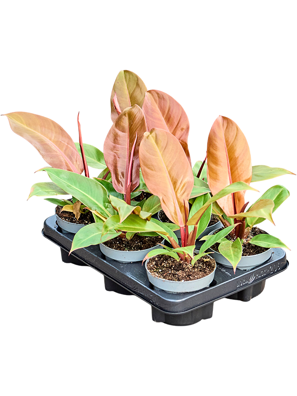 Philodendron ‘Cherry Red’ — lot de 6 plantes de 30 cm en pots de 12/10 cm, fond blanc