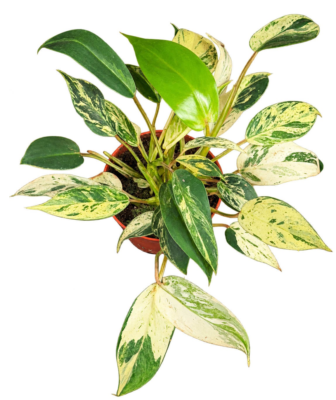Philodendron ‘Emerald Queen’ panaché — 22 cm, pot Ø 10 cm — CPS-029
