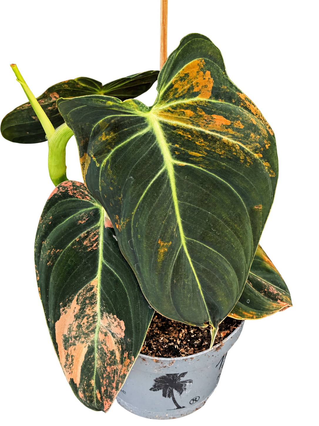 Philodendron melanochrysum ‘Variegata’ — hauteur 25 cm, pot Ø 12 cm — photographie détourée