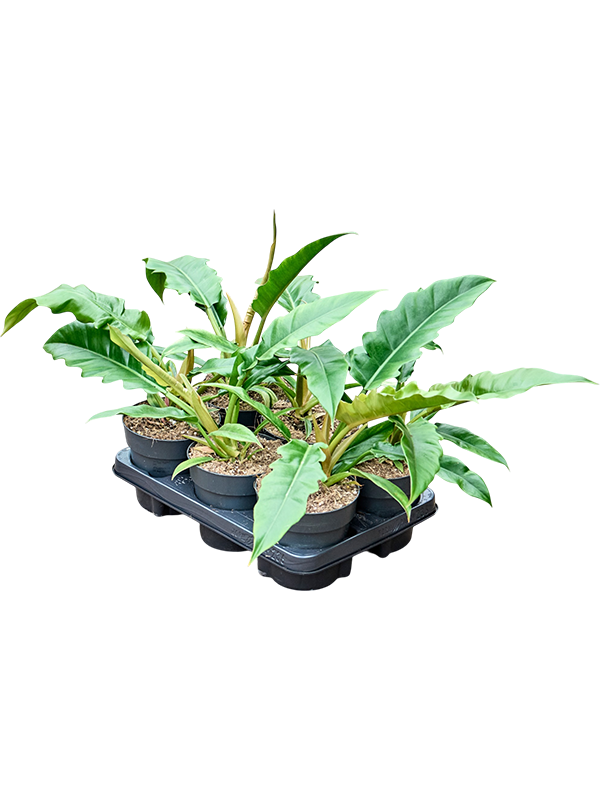 Philodendron 'Narrow' — lot de 6 plantes de 30 cm en pots de 14/12 cm, fond blanc