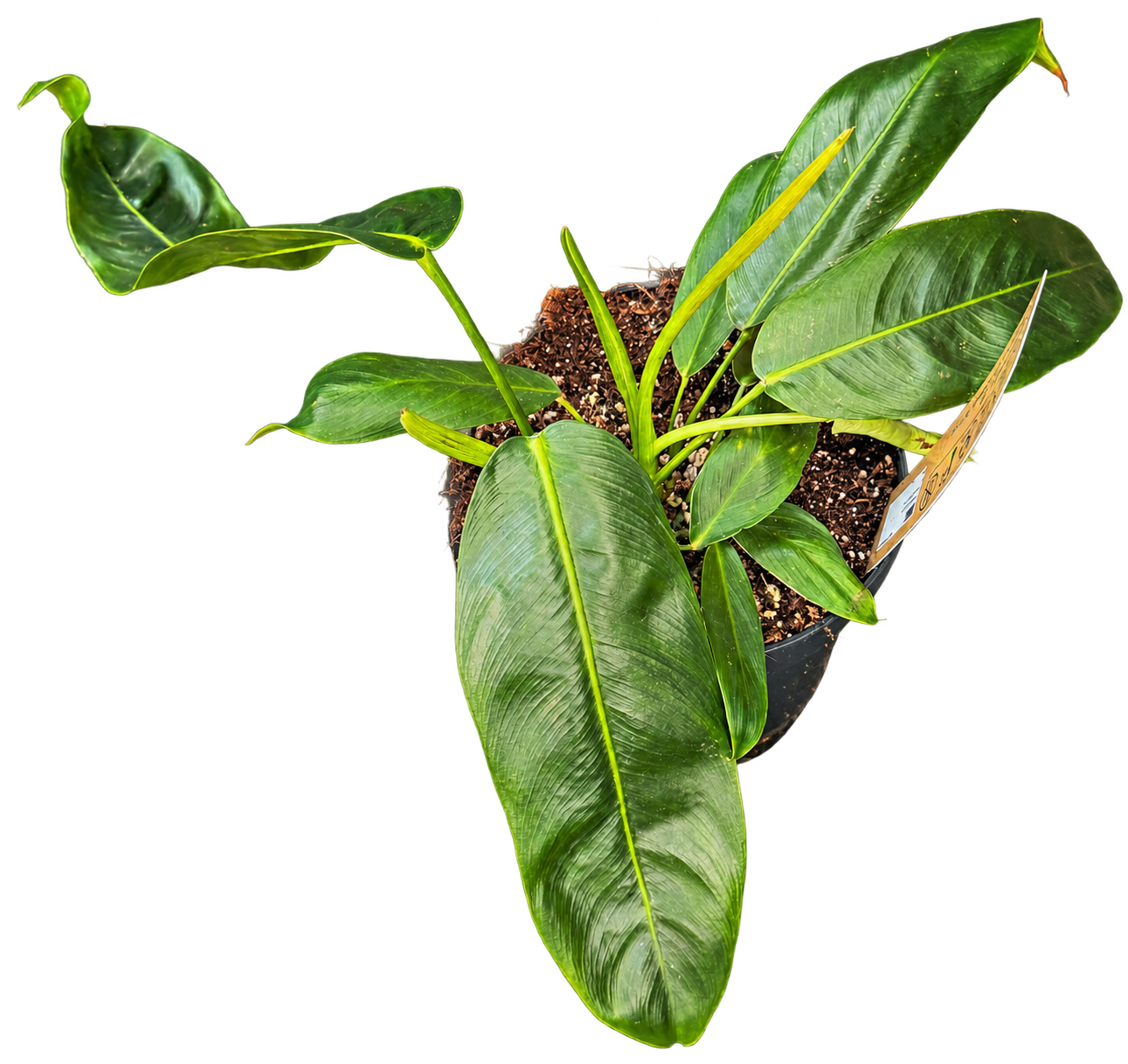 Philodendron patriciae — 25 cm, pot Ø 14 cm — CPS-030