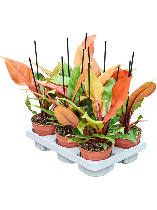 Philodendron ‘Prince of Orange’ — 35 cm, lot de 6 plantes en pots de 12/10 cm, fond blanc