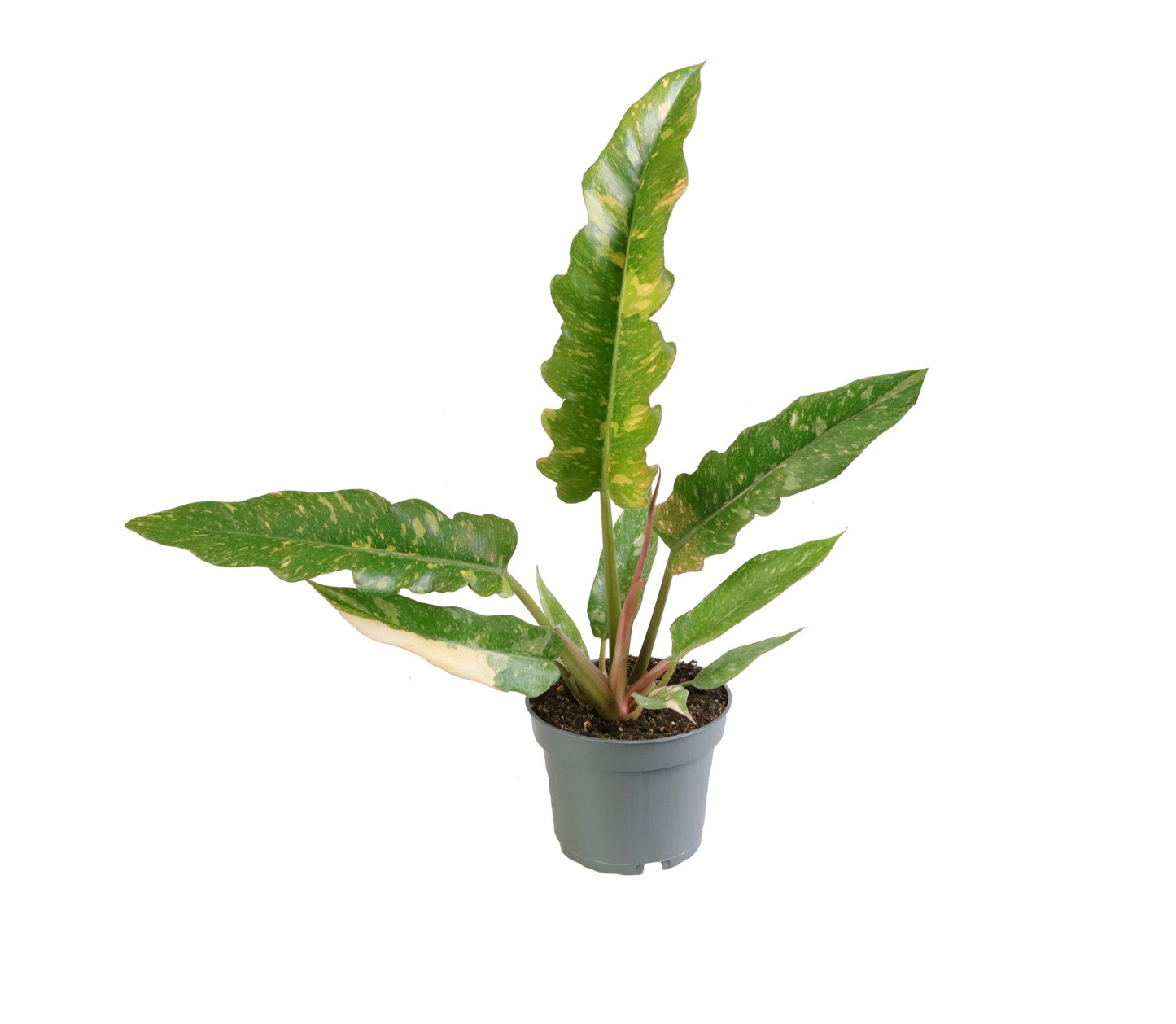 Philodendron 'Ring of Fire' — 30 cm, vue d’une plante représentative du lot de 6, pots de 12/10 cm, fond blanc