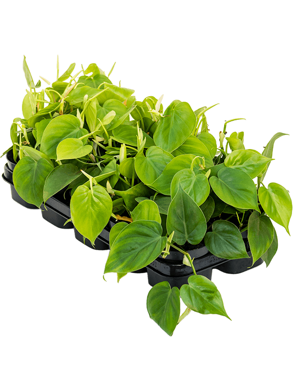 
                  
                    Philodendron scandens 20 cm en suspension, lot de 10 plantes
                  
                