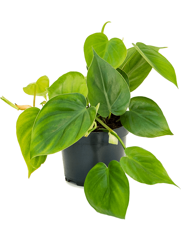 
                  
                    Philodendron scandens 20 cm, vue complémentaire
                  
                