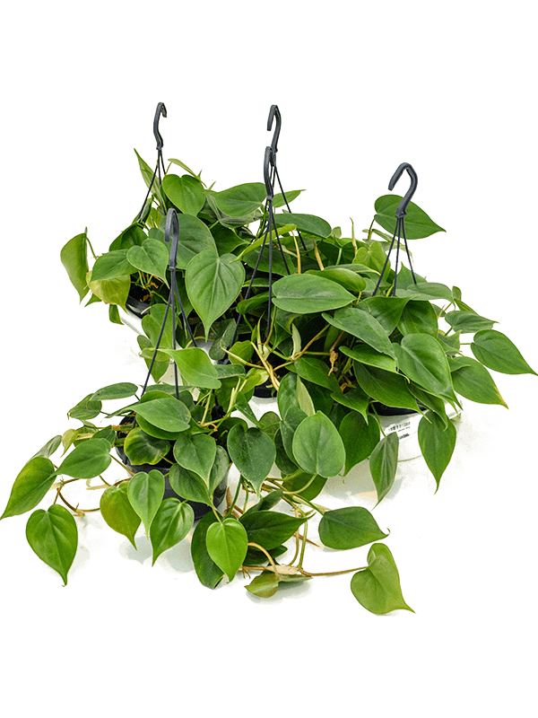 
                  
                    Philodendron scandens 30 cm en suspension, lot de 4 plantes
                  
                