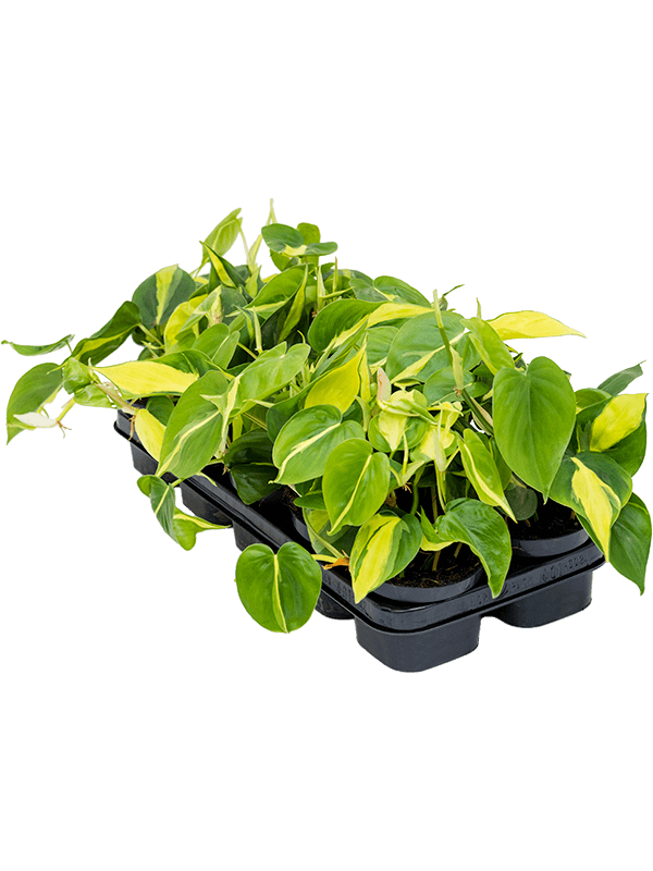 
                  
                    Philodendron scandens 'Brasil' — 20 cm, lot de 10 plantes en pots de 12/9 cm, photo détourée pour fond blanc
                  
                