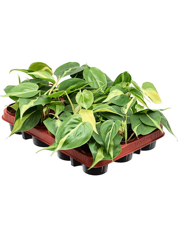 
                  
                    Philodendron scandens 'Brasil' — 20 cm, lot de 12 plantes en pots de 9/7 cm, photo détourée pour fond blanc
                  
                