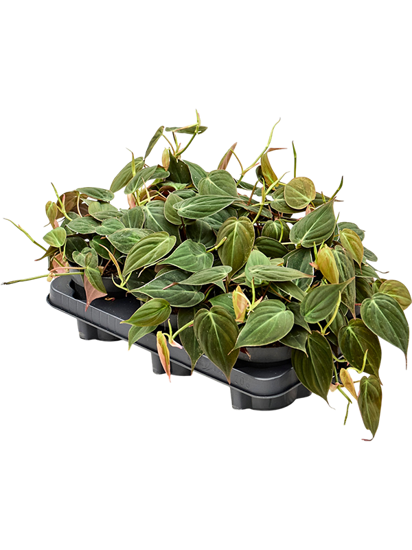 
                  
                    Philodendron scandens 'Micans' en pot de culture, photographie fournisseur représentative du lot de 6 plantes, hauteur commerciale 20 cm
                  
                