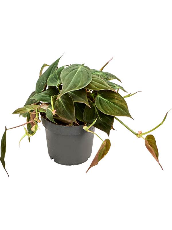 
                  
                    Philodendron scandens 'Micans', vue 2 du format commercial de 20 cm, vendu par lot de 6 plantes
                  
                