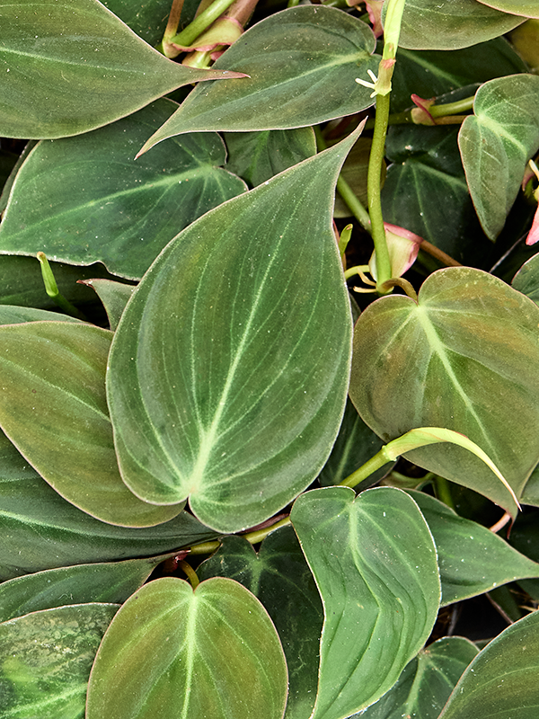 
                  
                    Philodendron scandens 'Micans', vue 3 du format commercial de 20 cm, vendu par lot de 6 plantes
                  
                