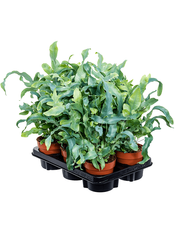
                  
                    Phlebodium aureum 'Blue Star' — 30 cm, lot de 6 plantes en pots de 12/11 cm, fond blanc
                  
                