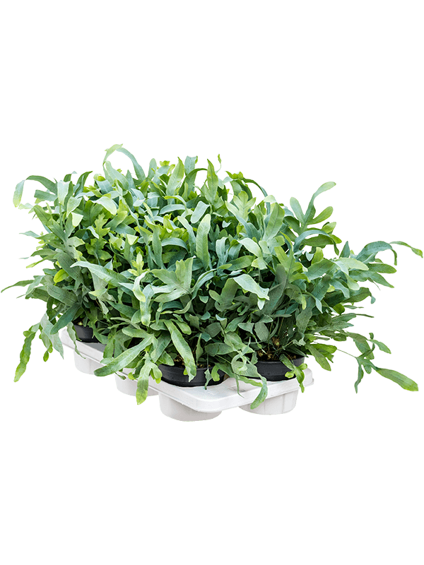 
                  
                    Phlebodium aureum 'Blue Star' — 50 cm, lot de 6 plantes en pots de 17/13 cm, fond blanc
                  
                