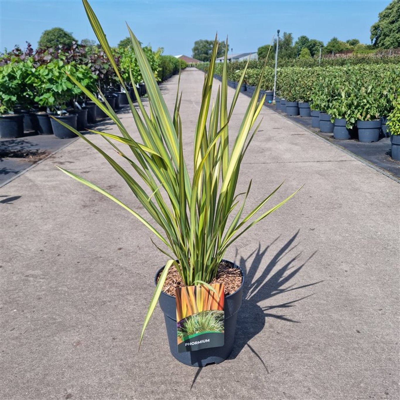 Phormium Apricot Queen, hauteur 80 cm pot inclus, largeur 50 cm, pot de culture Ø 27 cm — une plante vendue à l’unité