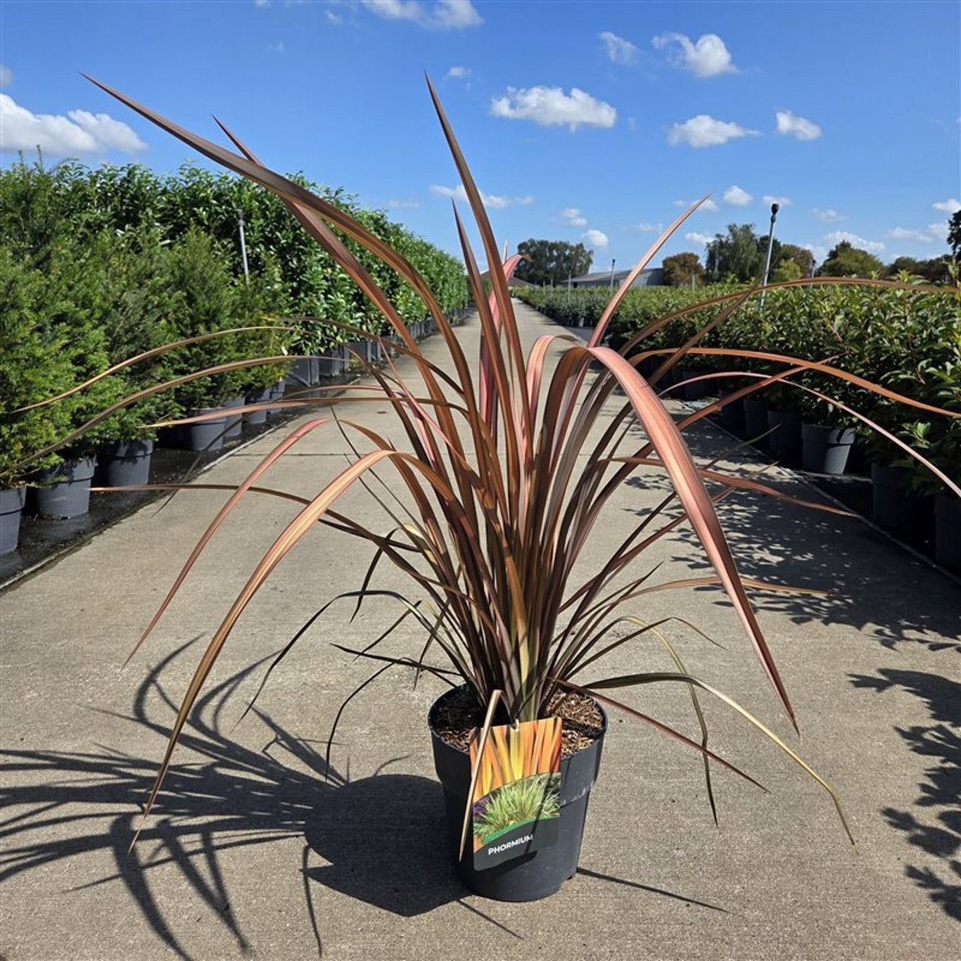 Phormium Pink Panther, hauteur 105 cm pot inclus, largeur 60 cm, pot de culture Ø 27 cm — une plante vendue à l’unité