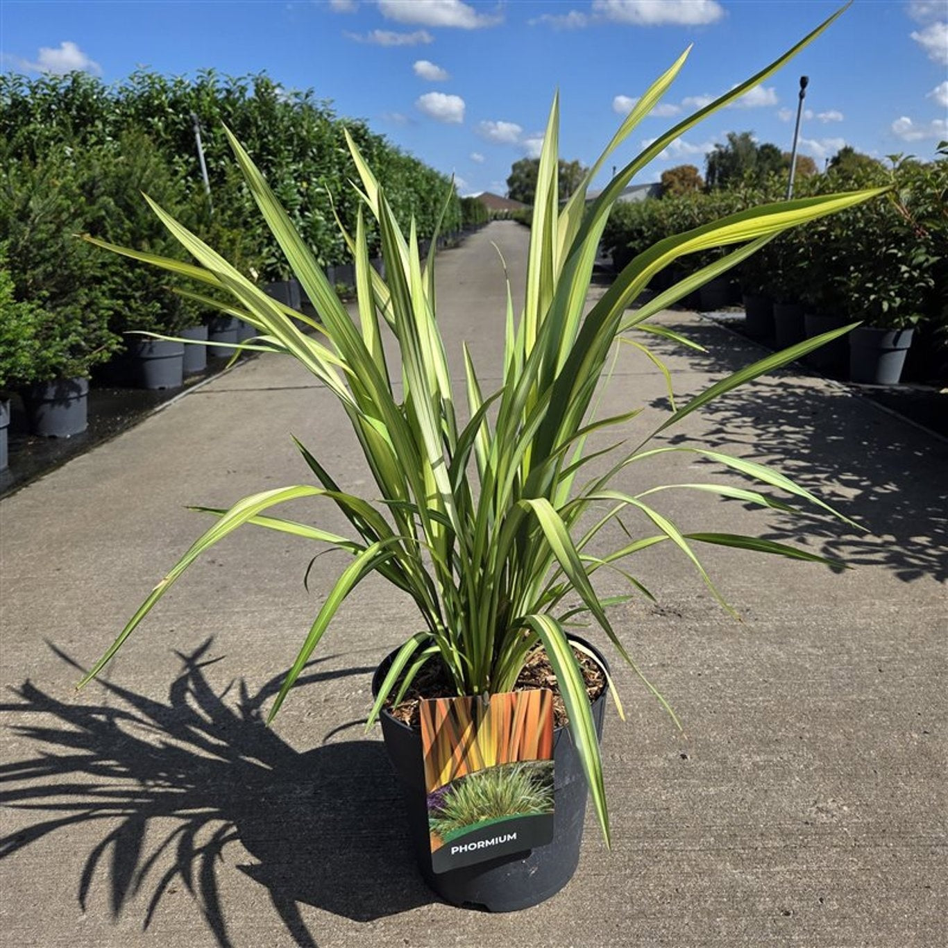 Phormium Yellow Wave, hauteur 80 cm pot inclus, largeur 60 cm, pot de culture Ø 27 cm — une plante vendue à l’unité