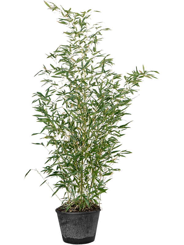 
                  
                    Phyllostachys bissetii 150 cm, lot de 4 plants, vue principale
                  
                