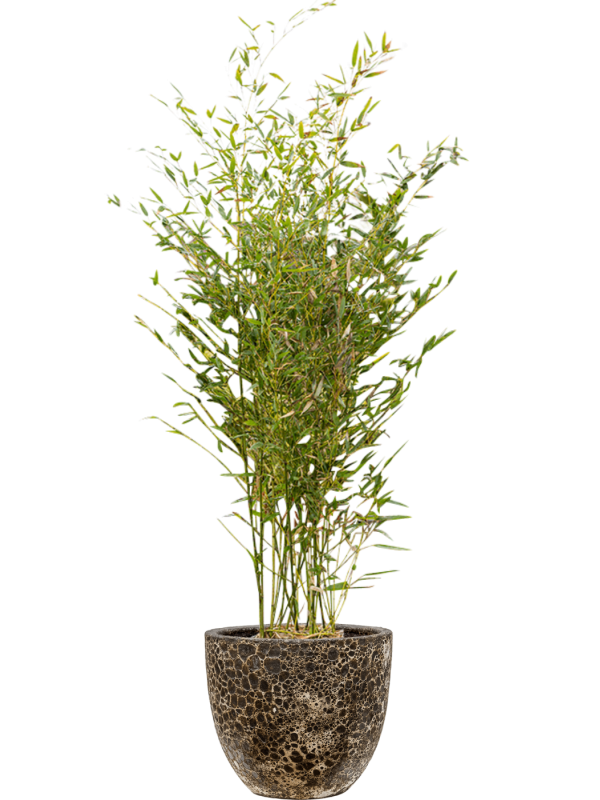 
                  
                    Phyllostachys bissetii 150 cm, vue complémentaire
                  
                