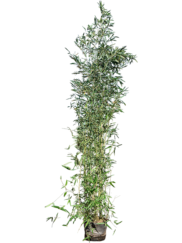 
                  
                    Phyllostachys bissetii 200 cm, lot de 2 plants, vue principale
                  
                