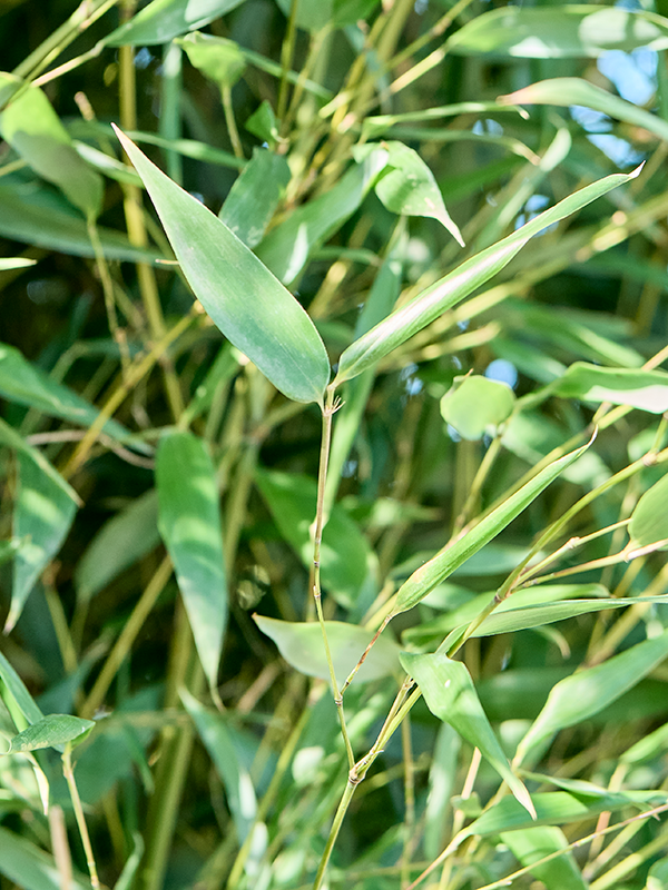
                  
                    Phyllostachys bissetii 200 cm, vue complémentaire
                  
                