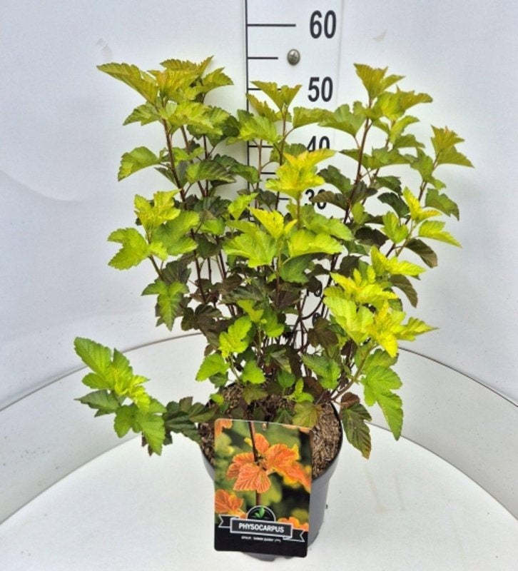 Physocarpus opulifolius Amber Jubilee, sujet en pot de culture de 29 cm, format 80 cm — référence F00010572 proposée par lot de 16 plantes
