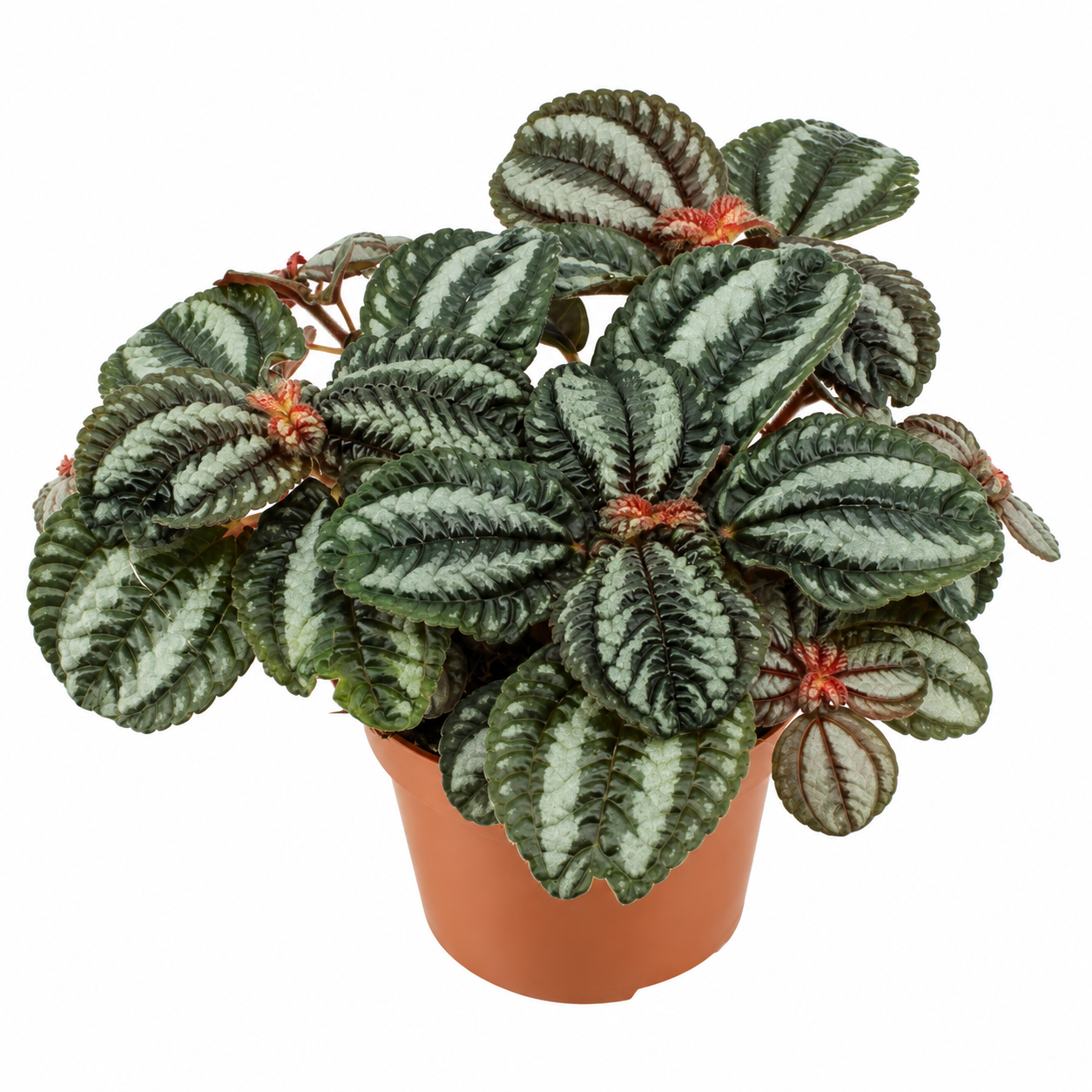 Pilea Norfolk de 20 cm en pot de 12 cm, détail du feuillage sur fond blanc — vendu par lot de 4