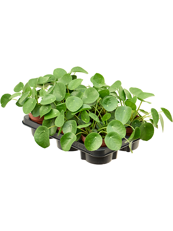 Pilea peperomioides — lot de 6 plantes de 20 cm en pots de 13/10 cm, fond blanc
